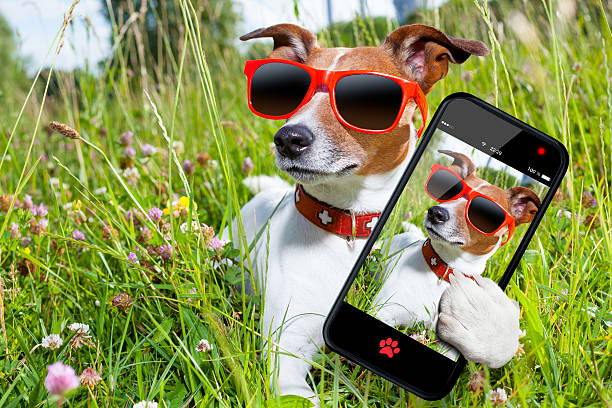 istock selfie dog in meadow 499109125