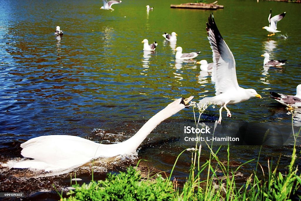 swan protecting her babies Mother Swan protecting her cygnets - Scotland Agricultural Field Stock Photo