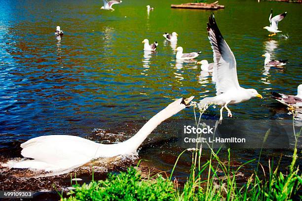 Swan Protecting Her Babies Stock Photo - Download Image Now - Agricultural Field, Animal, Animal Family