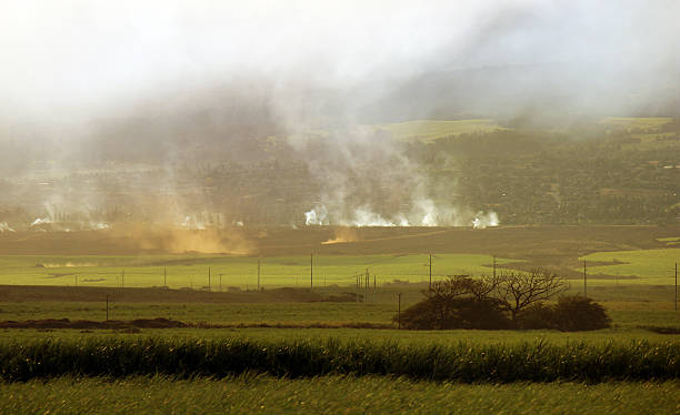 Queima de cana-de-açúcar em Maui - fotografia de stock