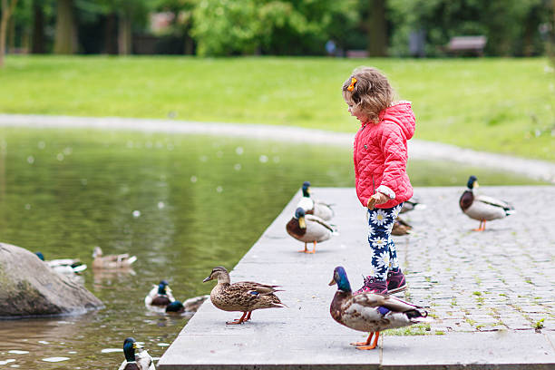 istock Adorable little girl feeding ducks at summer 499110187