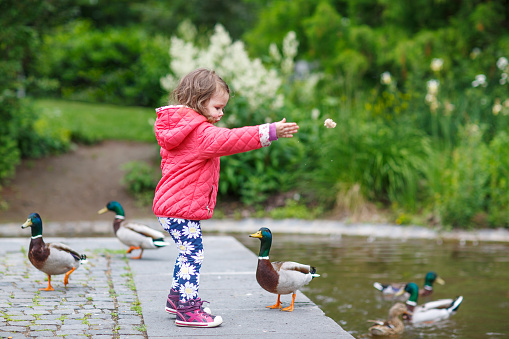 Adorable little girl feeding ducks at summer, in park