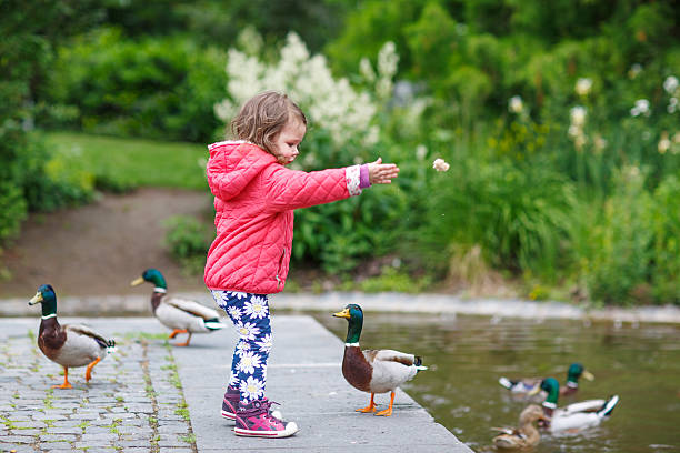 Adorable little girl feeding ducks at summer Adorable little girl feeding ducks at summer, in park duck with hat stock pictures, royalty-free photos & images