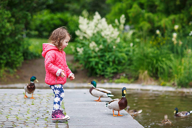 istock Adorable little girl feeding ducks at summer 499110199