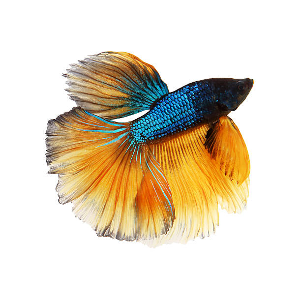 istock Siamese fighting fish,yellow and blue betta 499110927