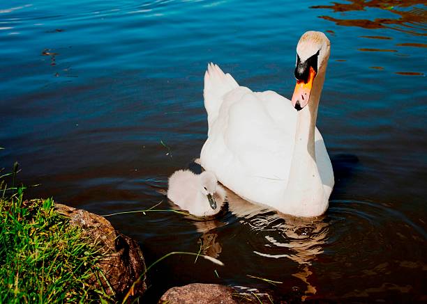 istock Swan swimming with cygnet 499110963