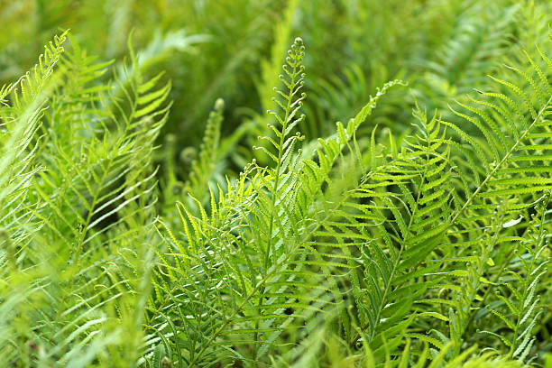 istock green fern growing in forest 499111049