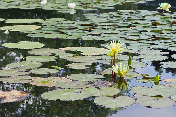 istock beautiful lotus with water 499111389