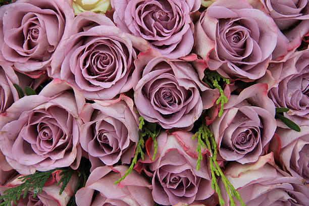 istock Purple roses in a wedding arrangement 499112855