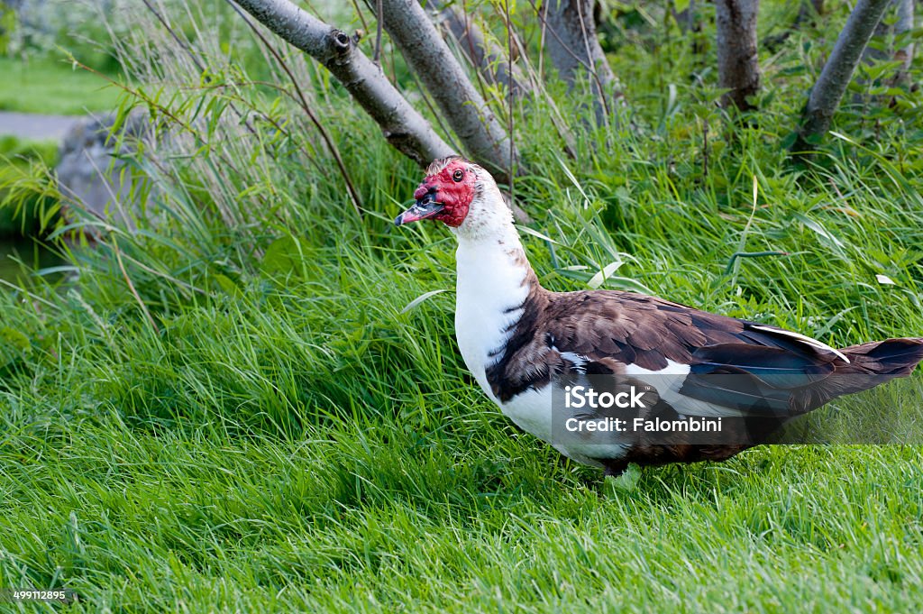 The Muscovy duck (Cairina moschata) The Muscovy duck walking on the green grass.Lat name Cairina moschata Animal Stock Photo