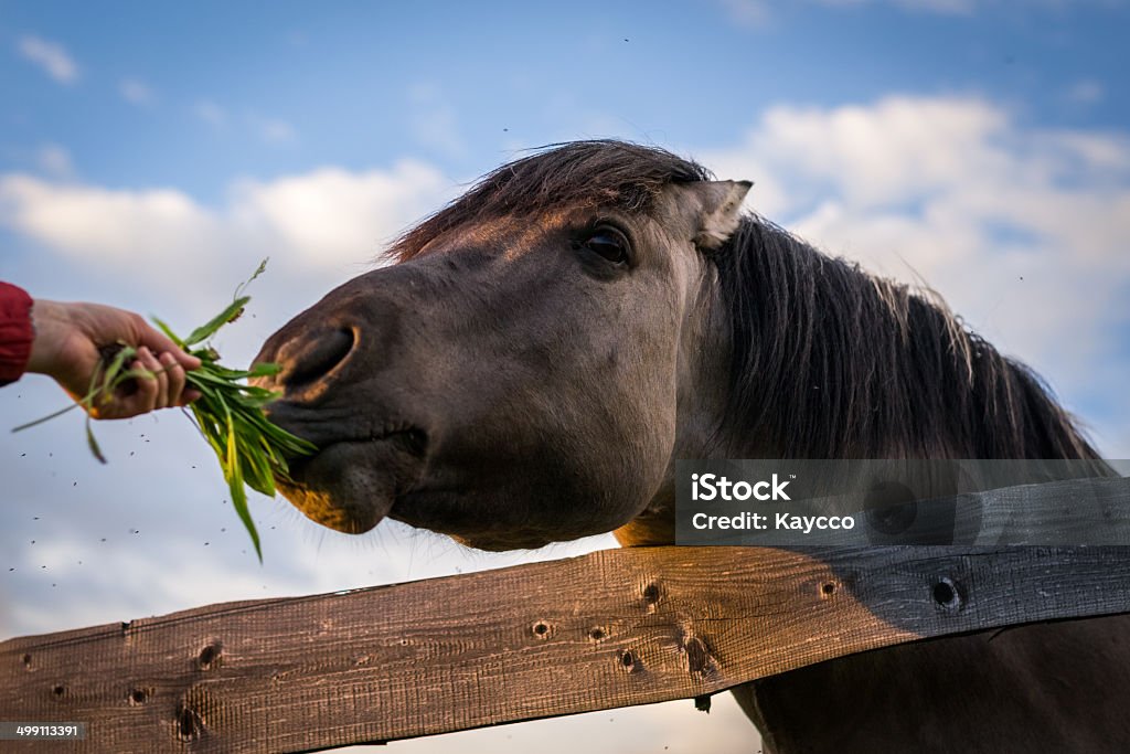 Horse behind the Fence Grazing Horse behind the Fence Behind Stock Photo