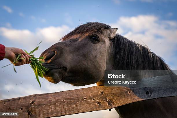 Horse Behind The Fence Stock Photo - Download Image Now - Behind, Fence, Horse