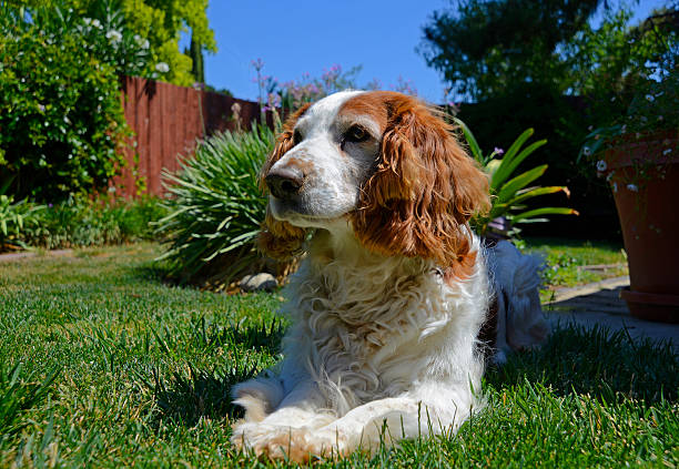 Senior Welsh Springer Spaniel Dog Laying Down on Grass stock photo