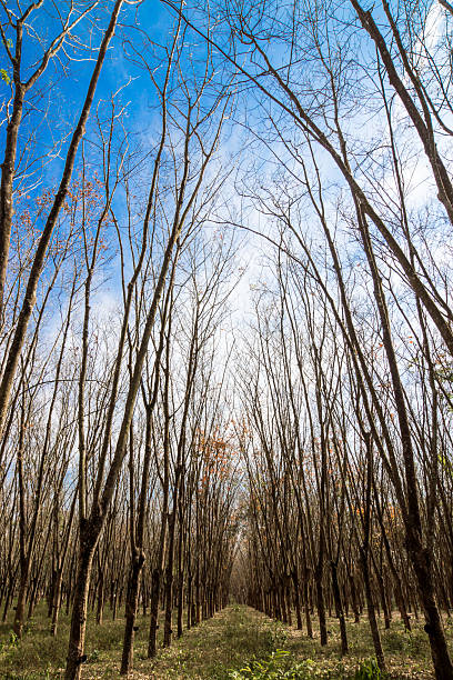 istock Rubber trees shed their leaves, in autumn. 499113609