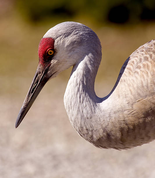 istock Sandhill Crane Portrait 499113705