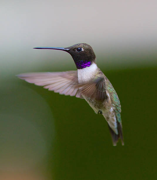istock Black-chinned Hummingbird 499114245