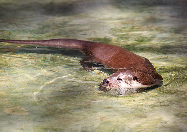 istock European otter in the pond. 499114895