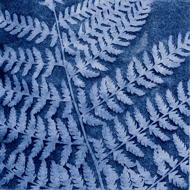 istock Bracken Fern cyanotype 499115223