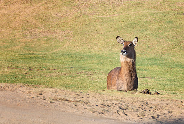 istock Female Waterbuck 499115735