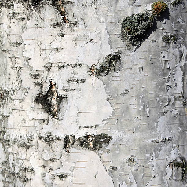 белая береза bark, close-up естественную текстуру фона - silver birch tree стоковые фото и изображения