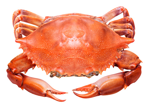 Red crab isolated on white background. Clipping path