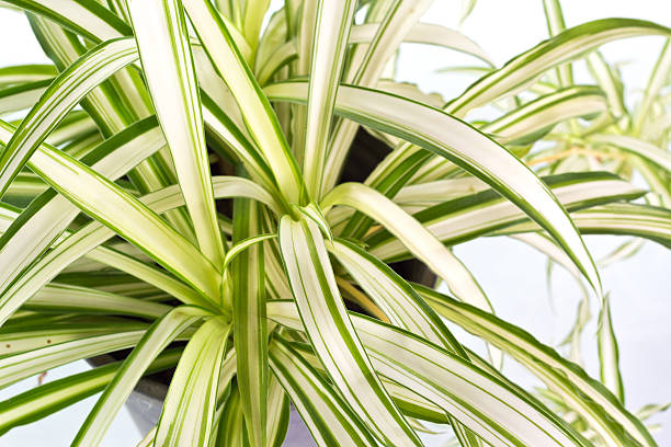House Plant Photo of the Anthesicum Vittatum on white background spider plant photos stock pictures, royalty-free photos & images
