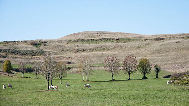 Rural landscape Rural landscape with herd of cows  autumn field tree mountain stock pictures, royalty-free photos & images