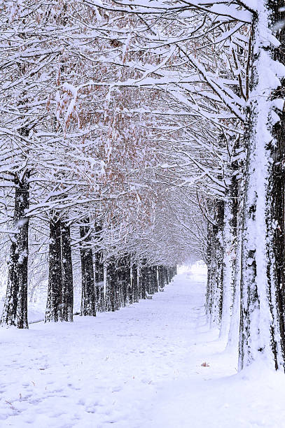 istock Row of trees in Winter with falling snow. 499121094