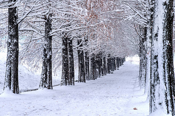 istock View of bench and trees with falling snow. 499121502