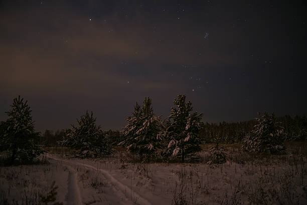 istock spruce forest night snow stars 499121688