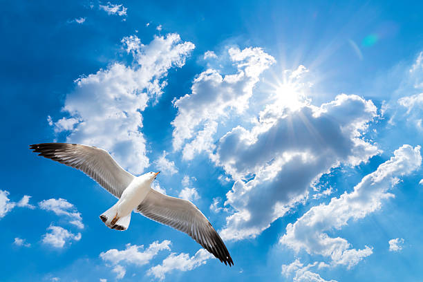 istock Seagull flying against blue cloudy sky with brilliant sun 499121876