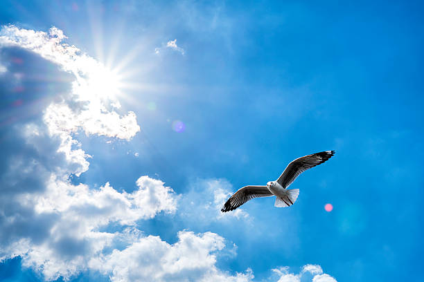 istock Seagull flying against blue cloudy sky with brilliant sun 499122314