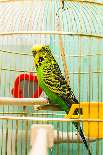 istock The green domestic budgie  in the cage on a perch 499122362