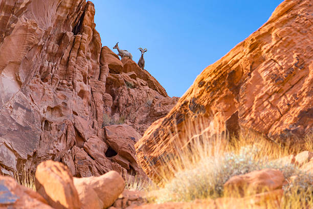 desert big-horn-schafe im valley of fire state park, usa - bighorn sheep sheep desert mojave desert stock-fotos und bilder