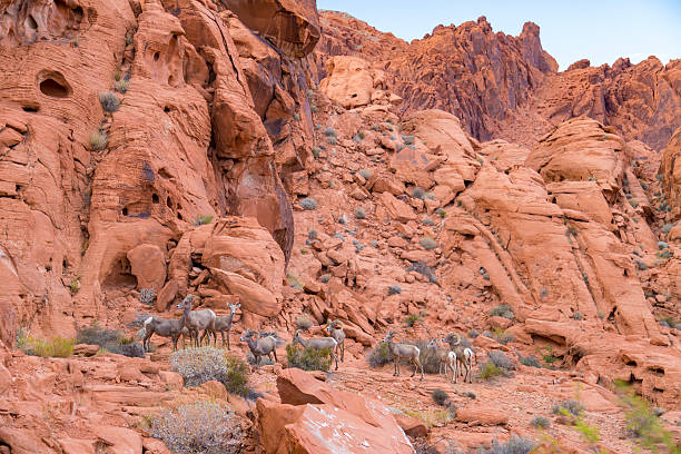 desert big-horn moutons dans la valley of fire state park, etats-unis - bighorn sheep sheep desert mojave desert photos et images de collection