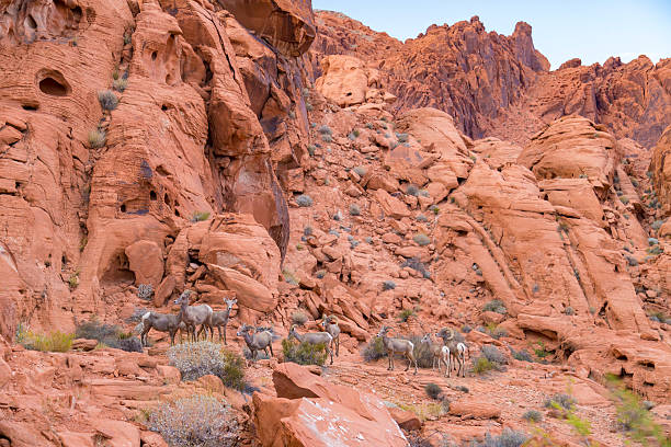 grande deserto de corno ovinos no parque estatal de valley of fire, eua - bighorn sheep sheep desert mojave desert imagens e fotografias de stock