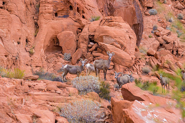 desert big-horn-schafe im valley of fire state park, usa - bighorn sheep sheep desert mojave desert stock-fotos und bilder