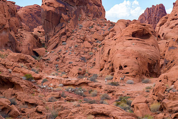 grande deserto de corno ovinos no parque estatal de valley of fire, eua - bighorn sheep sheep desert mojave desert imagens e fotografias de stock