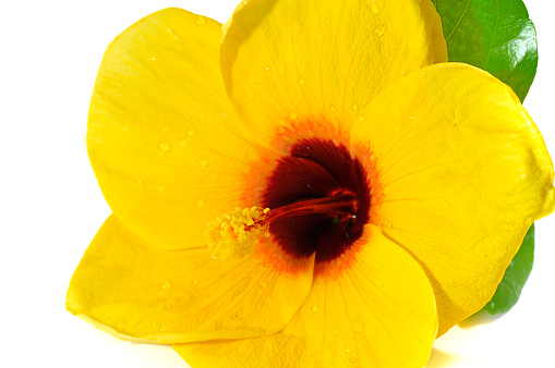 Yellow hibiscus flower isolated on white background.