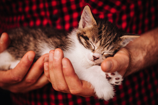 Man's hands holding a tiny tabby kitten that is sleeping safely and peacefully