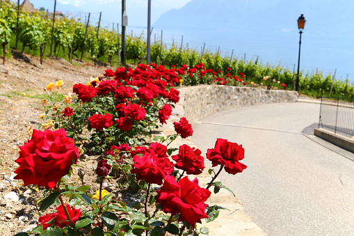 Red roses along road in small town of Lutry, Switzerland