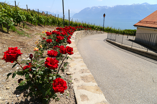 Red roses along road in small town of Lutry, Switzerland