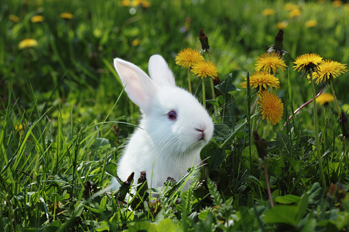 Close-up of cute baby rabbit in grass.  Outdoor springtime setting , a lot of dandelions. Sunlight from behind .