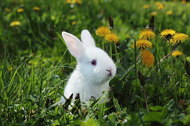 White rabbit close-up Close-up of cute baby rabbit in grass.  Outdoor springtime setting , a lot of dandelions. Sunlight from behind . rabbit animal photos stock pictures, royalty-free photos & images