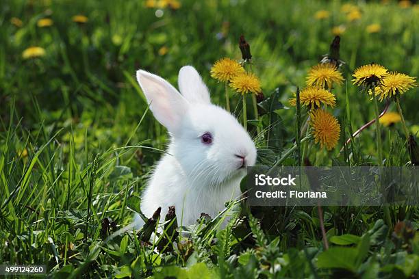 White Rabbit Closeup Stock Photo - Download Image Now - Rabbit - Animal, White Color, Baby Rabbit