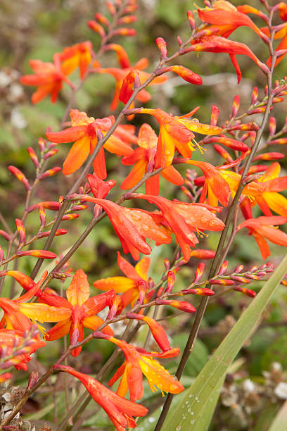 istock Montbietia Plant, Ireland 499124420