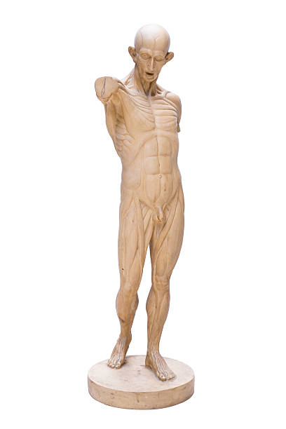 istock model emulation Resin muscular human anatomy model for Art 499125028