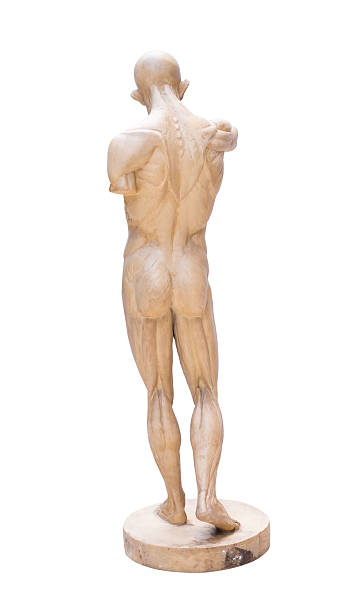 istock model emulation Resin muscular human anatomy model for Art 499125298