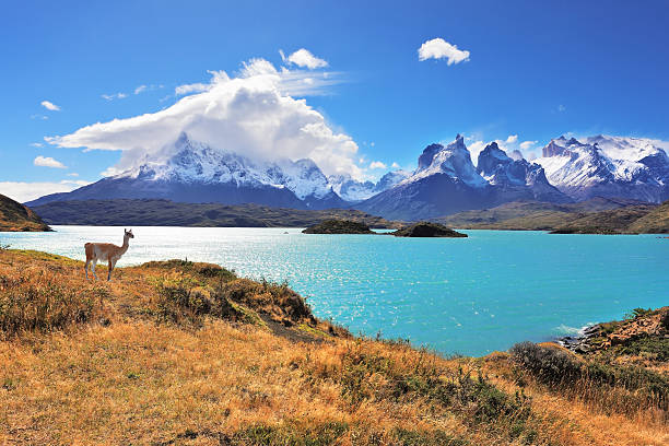 elegantes silueta guanaco en el lago pehoe - patagonia fotografías e imágenes de stock