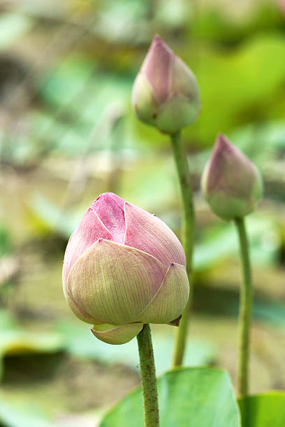 istock beautiful pink lotus flower in blooming 499125885